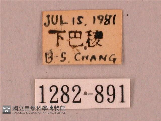 栗六點天蛾藏品圖，第3張