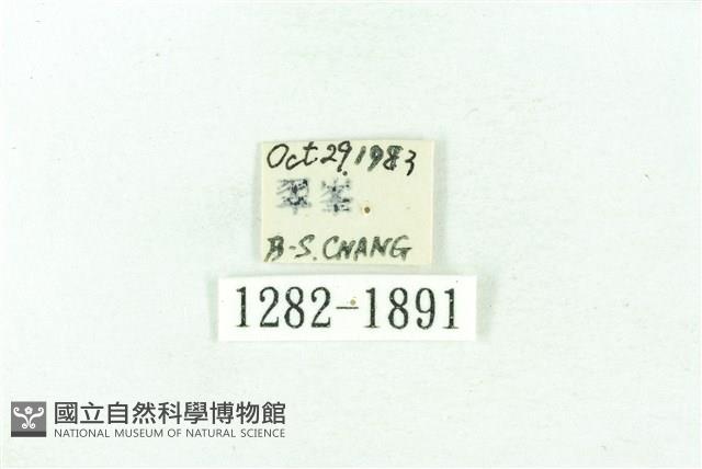 臺雪苔蛾藏品圖，第3張