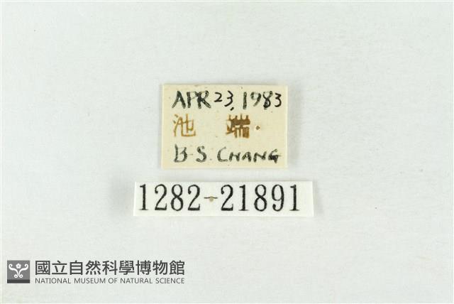素木綠刺蛾藏品圖，第3張