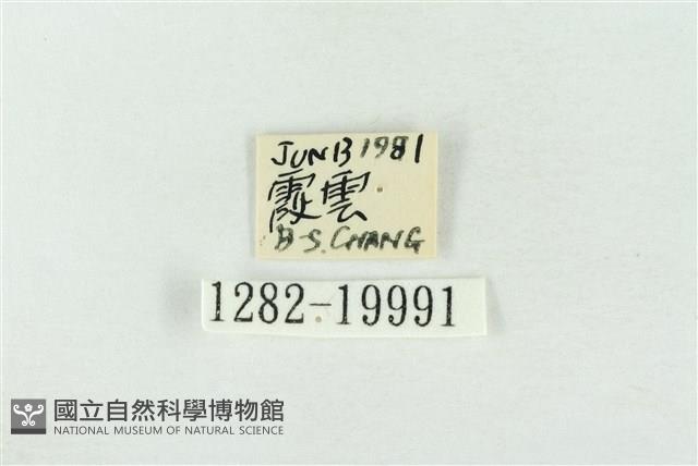 基褐綠刺蛾藏品圖，第3張