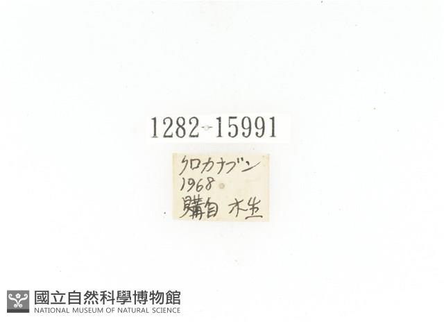 臺灣黑騷金龜藏品圖，第2張