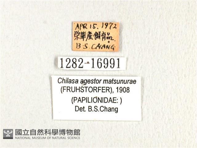 斑鳳蝶藏品圖，第3張