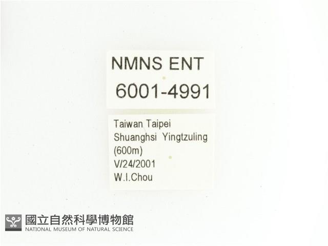 綠艷金龜藏品圖，第2張