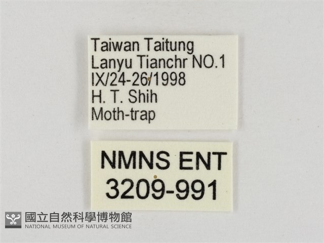 連紋袖弄蝶菲律賓亞種藏品圖，第3張