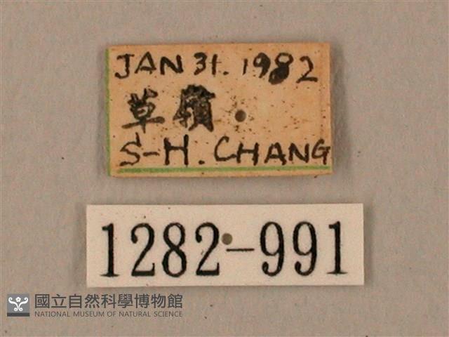 臺灣鋸翅天蛾藏品圖，第3張