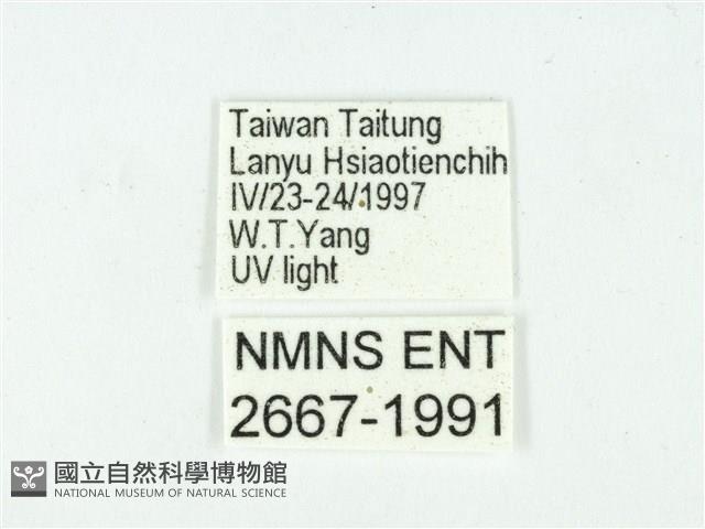 叉紋閃舞蛾藏品圖，第3張