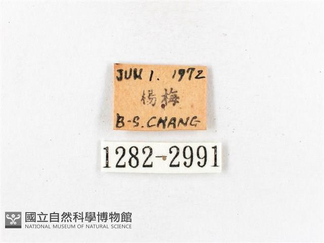 木毒蛾藏品圖，第3張