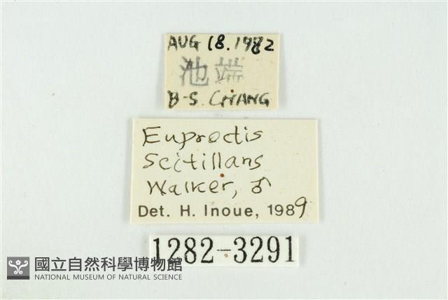 黑翅黃毒蛾藏品圖，第3張