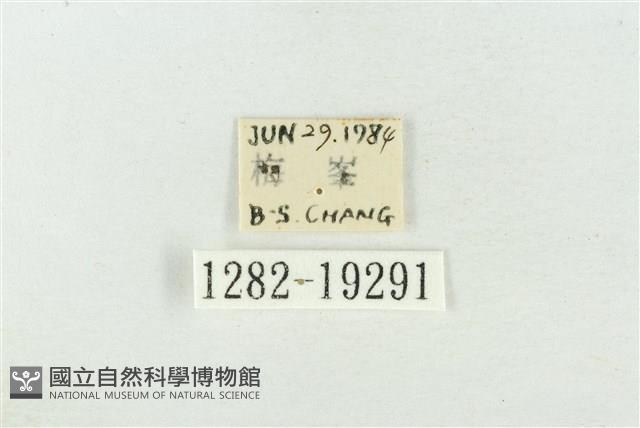 臺洒波紋蛾藏品圖，第3張