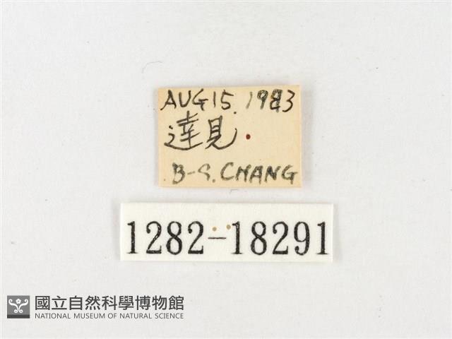 島嶼黃蝶、江崎黃蝶藏品圖，第3張