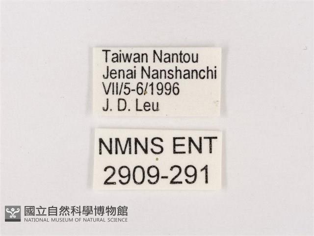 嫵琉灰蝶藏品圖，第3張