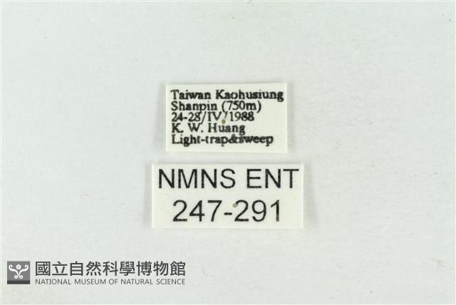 連珠波紋蛾藏品圖，第3張