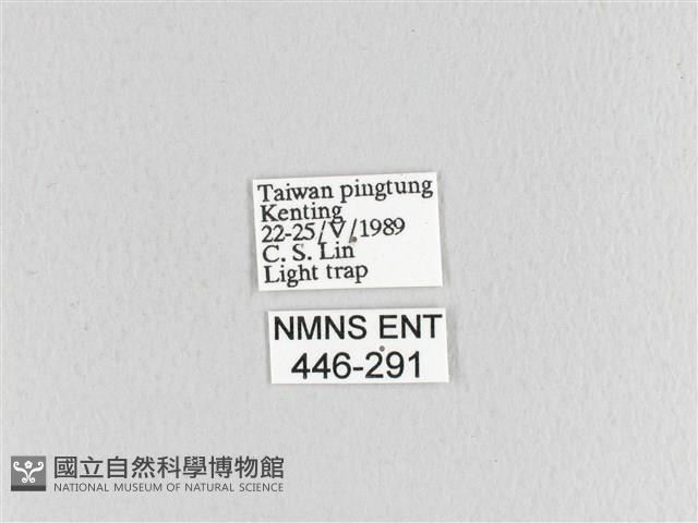 大斑Y毛蟲藏品圖，第3張