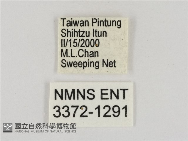 淡褐脈粉蝶藏品圖，第3張