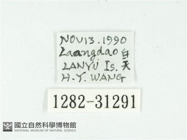 叉紋閃舞蛾藏品圖，第3張