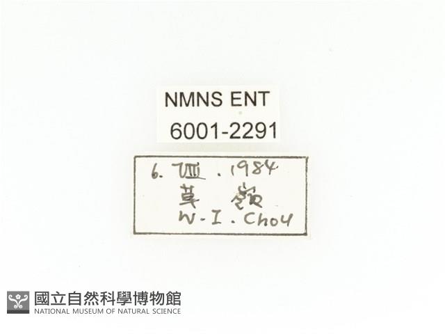 臺灣扇角金龜藏品圖，第2張