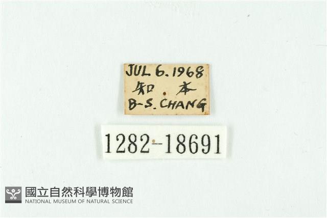黑丸灰蝶藏品圖，第3張