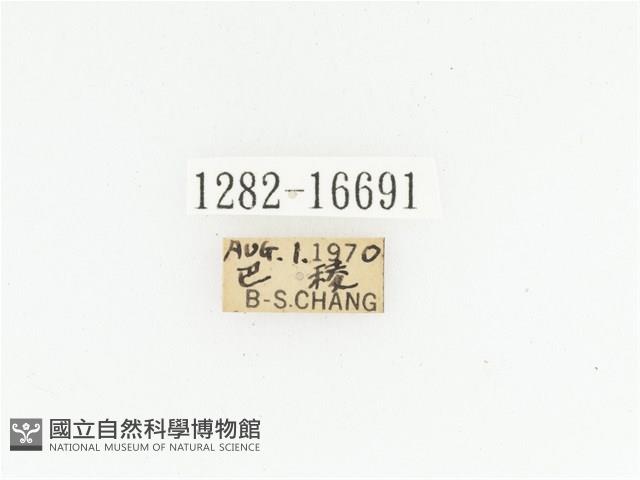 黃斑陷紋金龜藏品圖，第2張