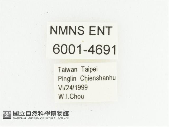 叉斑陷紋金龜藏品圖，第2張