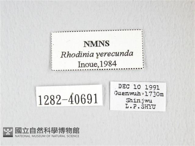 銀目天蠶蛾藏品圖，第3張