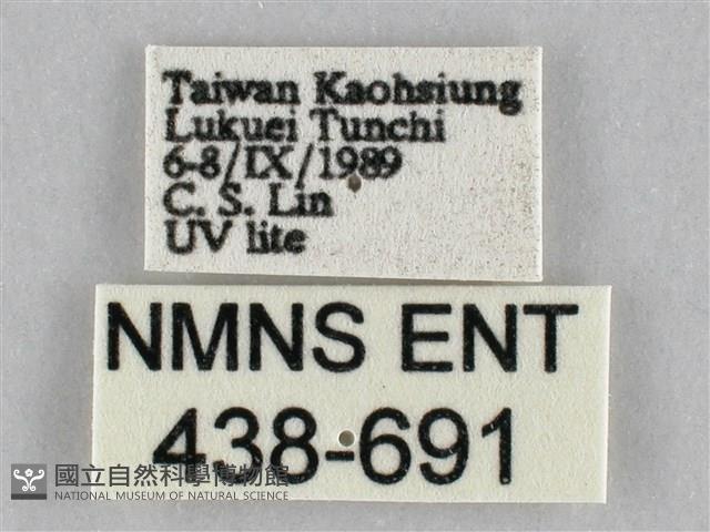 橙擬燈蛾藏品圖，第3張