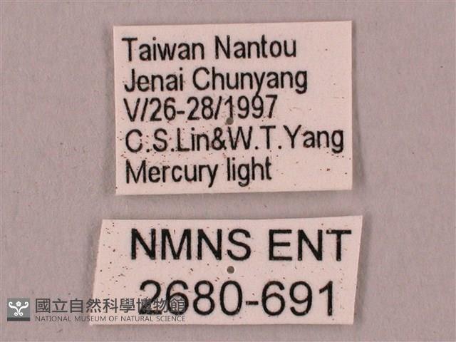 桃紅六點天蛾藏品圖，第3張