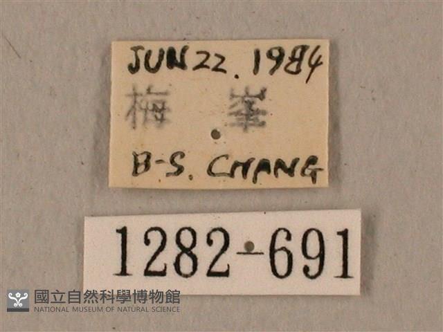 蝦殼天蛾藏品圖，第3張