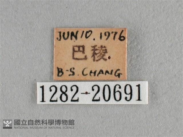 臺灣榿翠灰蝶藏品圖，第3張