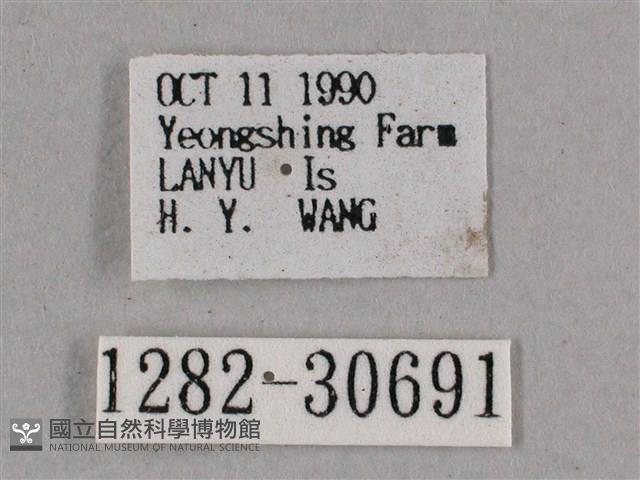 背帶斜紋天蛾藏品圖，第3張