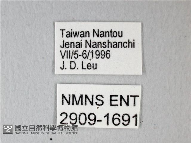 細邊琉灰蝶藏品圖，第3張
