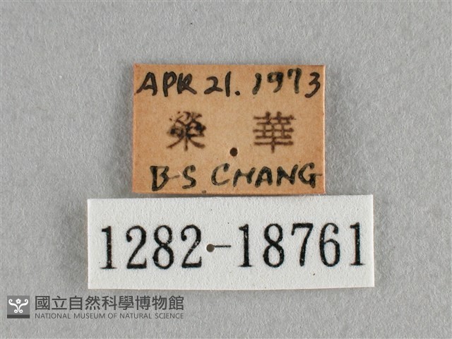 散紋盛蛺蝶藏品圖，第3張