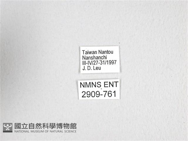 斑鳳蝶藏品圖，第3張