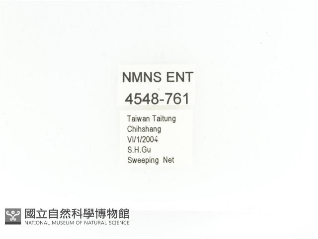 金艷騷金龜藏品圖，第2張