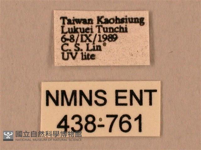 棕綠背線天蛾藏品圖，第3張