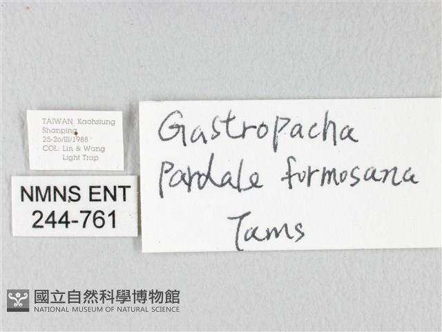 緣斑枯葉蛾藏品圖，第3張