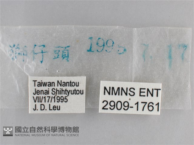 森林暮眼蝶、黑樹蔭蝶藏品圖，第3張