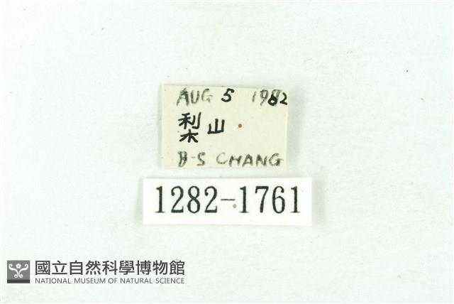 臺雪苔蛾藏品圖，第3張