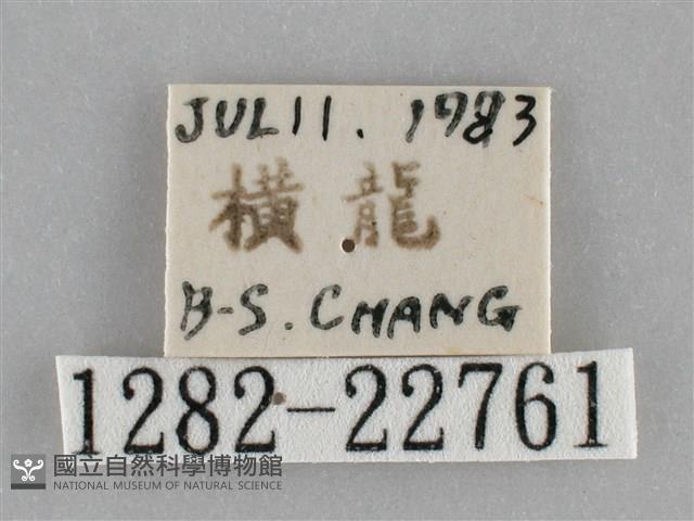 褐點仿眉刺蛾藏品圖，第3張