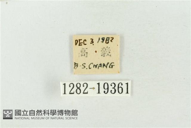 印華波紋蛾藏品圖，第3張