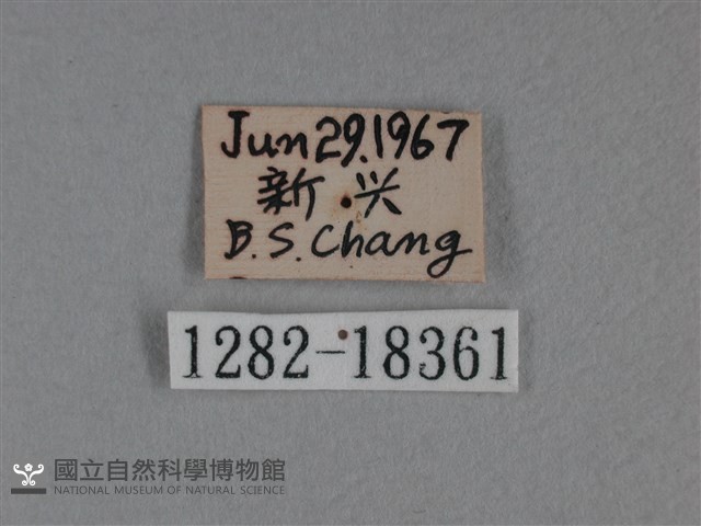 枯葉蝶藏品圖，第3張