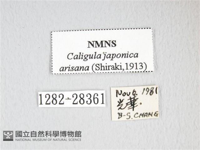 雙黑目天蠶蛾藏品圖，第3張