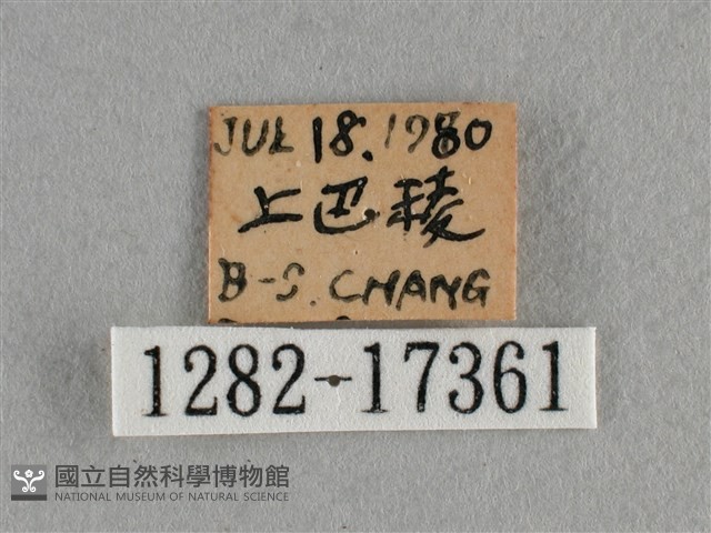 散紋盛蛺蝶藏品圖，第3張