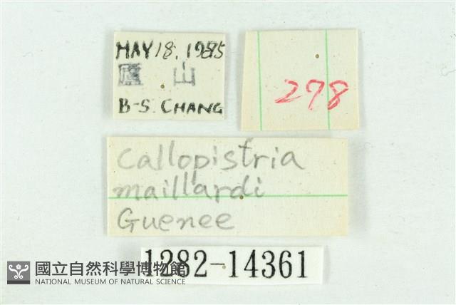 粉紅帶散紋夜蛾藏品圖，第3張