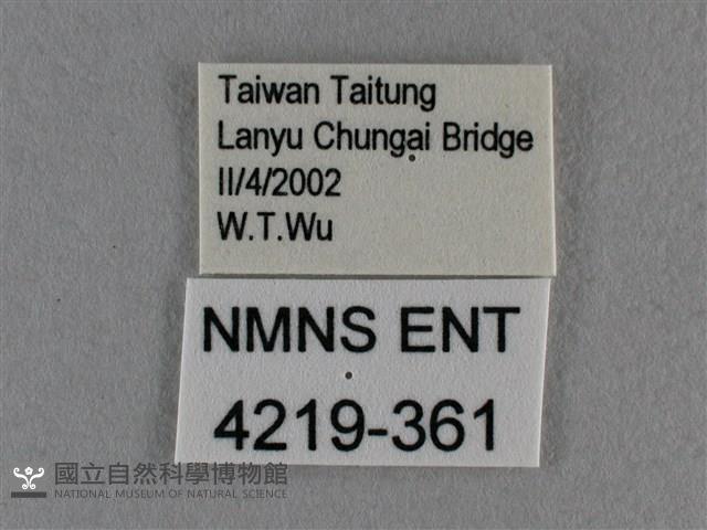 豆波灰蝶藏品圖，第3張