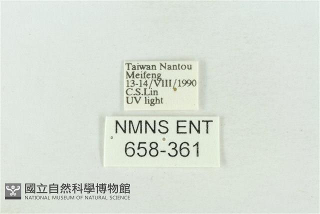 臺灣銀斑異波紋蛾藏品圖，第3張