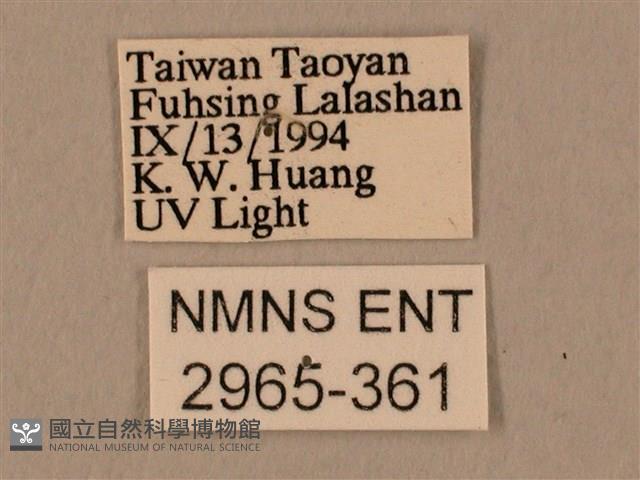 棕綠背線天蛾藏品圖，第3張