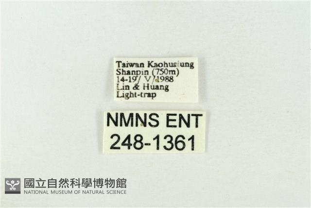 基褐綠刺蛾藏品圖，第3張