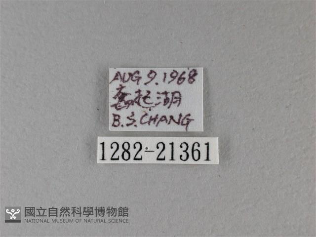 小星弄蝶藏品圖，第3張