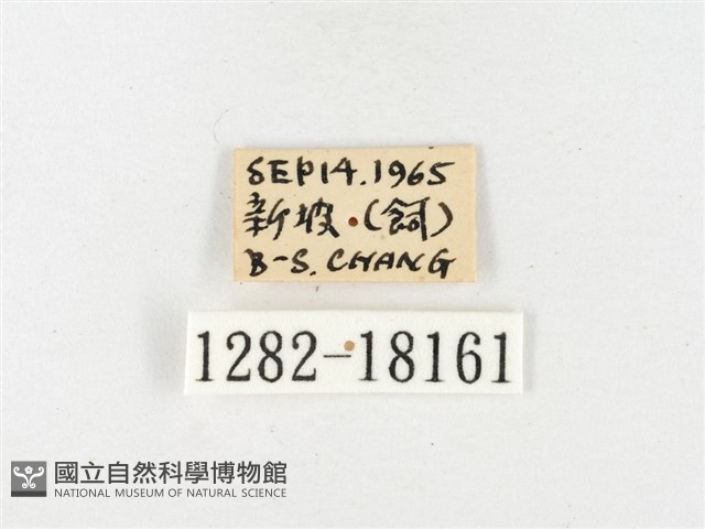 島嶼黃蝶、江崎黃蝶藏品圖，第3張