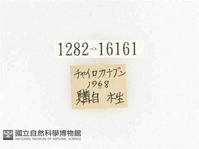 曹德褐騷金龜藏品圖，第2張